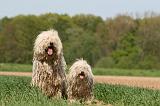 KOMONDOR ET PULI 065
